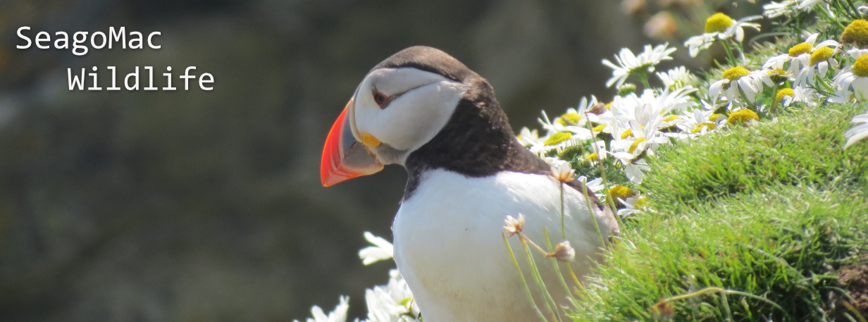 Puffin, Shetland