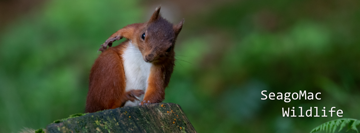 Red Squirel, Yorkshire Dales