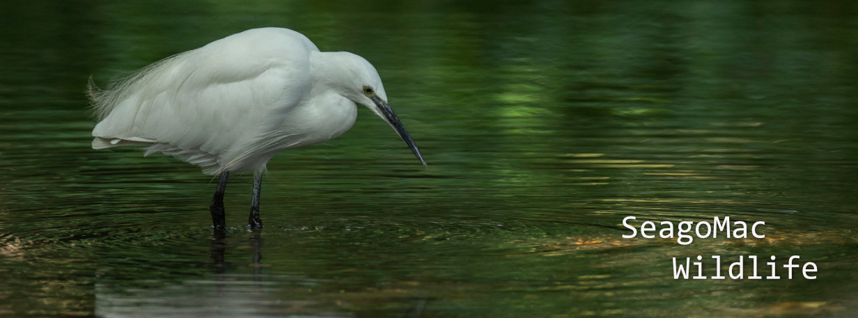 Little Egret, Suffolk
