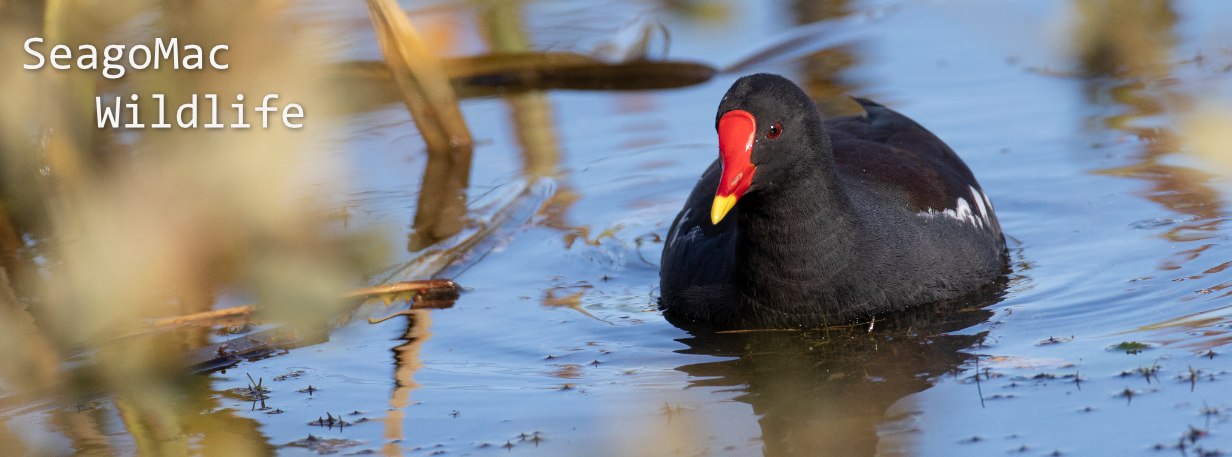 Moorhen, Suffolk