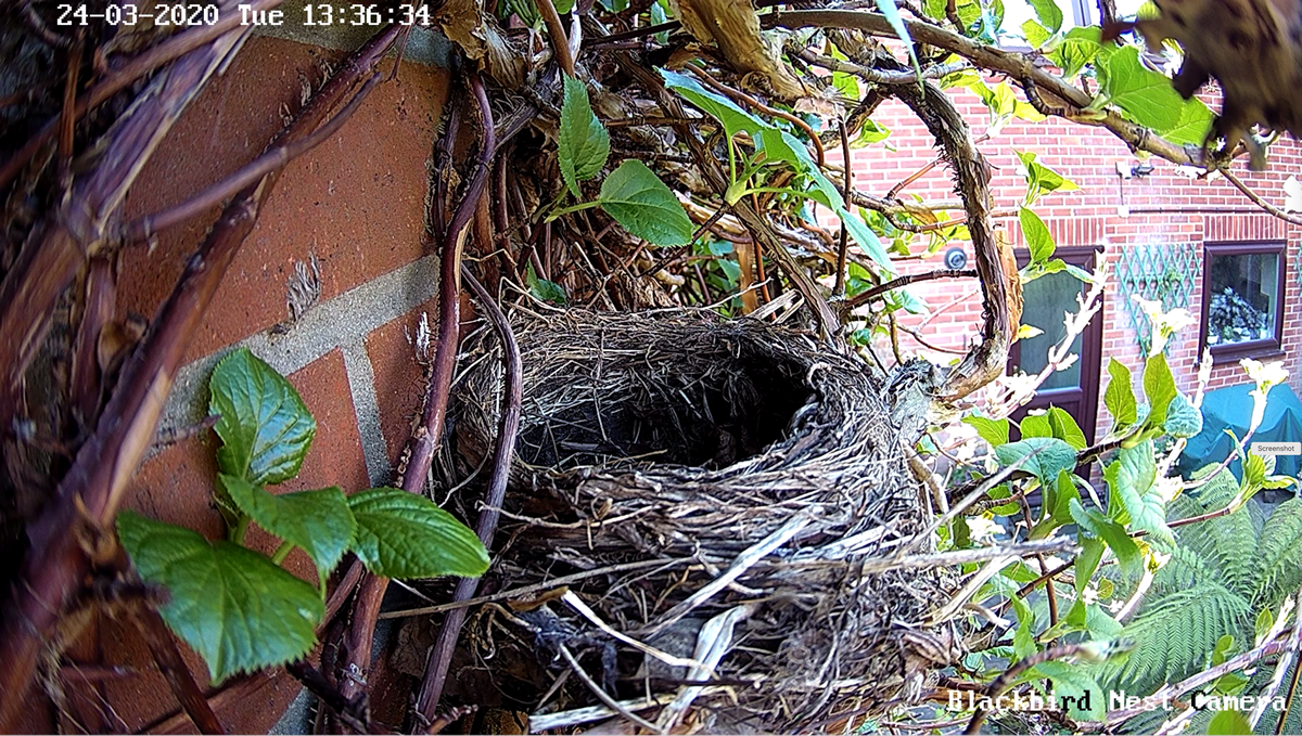picture from the Blackbird nest camera