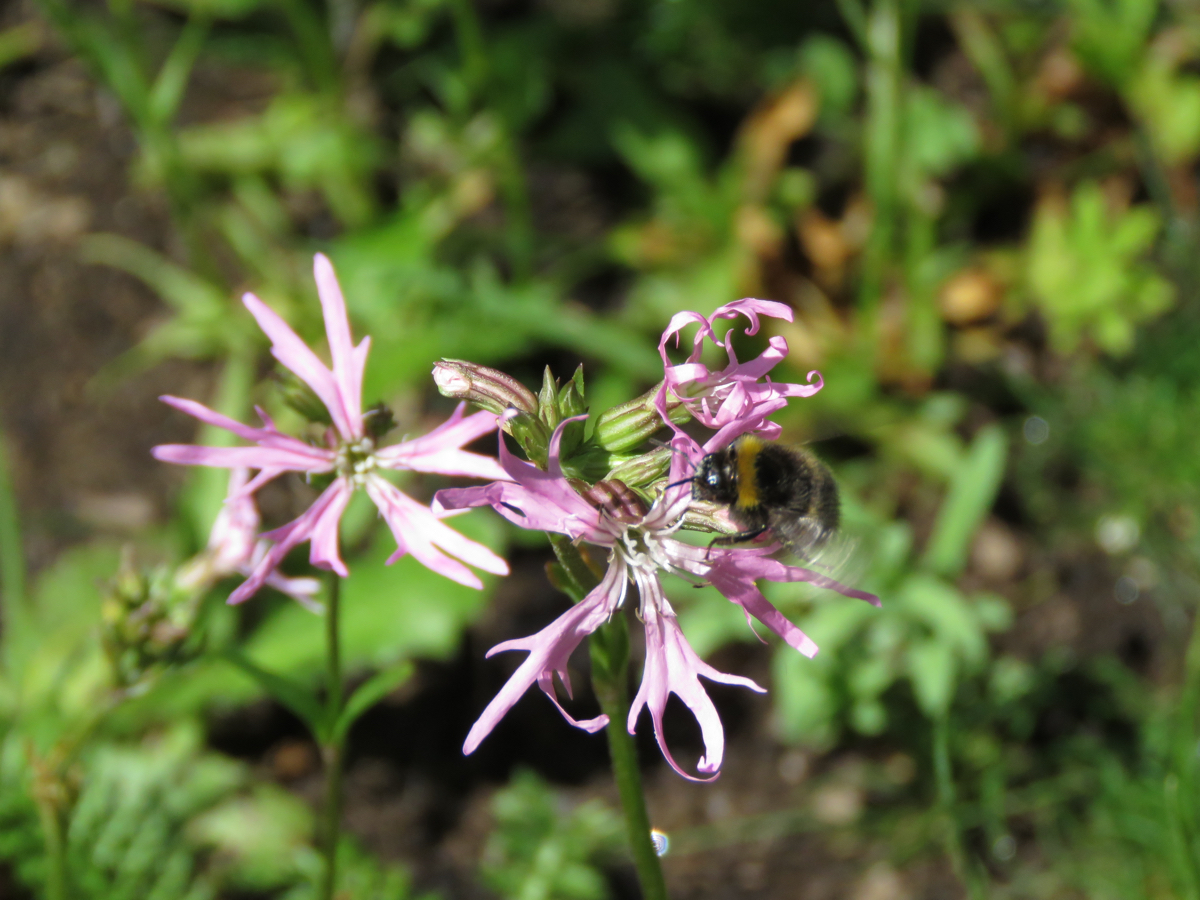 Bumblebee enjoying the Ragged Robin in the meadow.