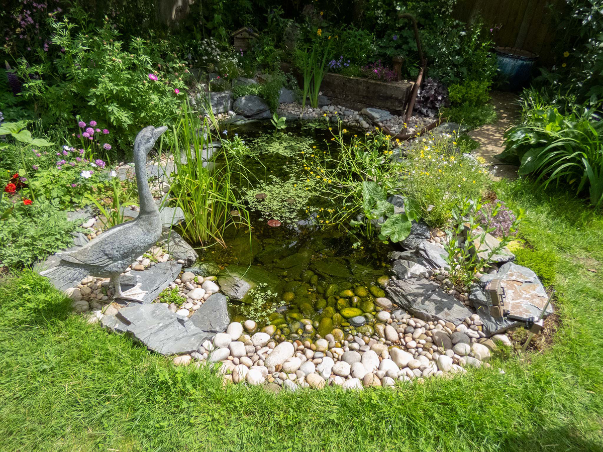 wildlife pond